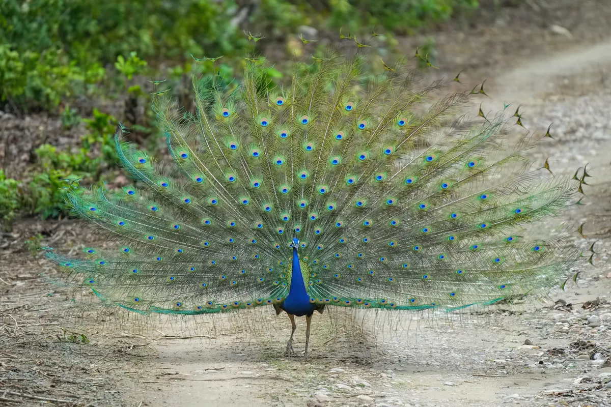Male Indian peafowl with iridescent blue neck and train feathers in Jim Corbett National Park