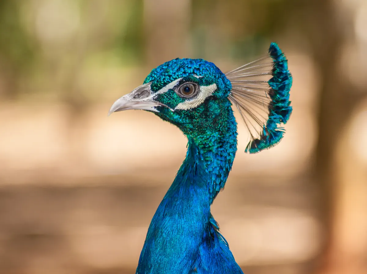 A Peacock traveling across its geographic range