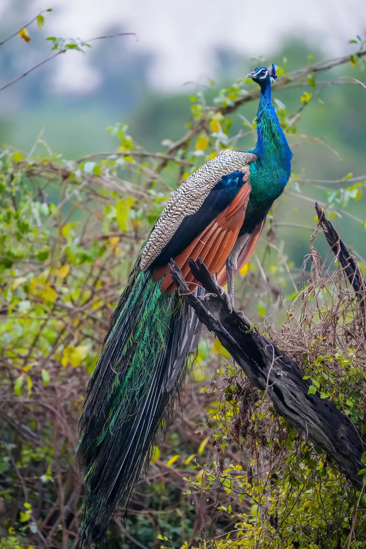 A photo showing the size of a Peacock