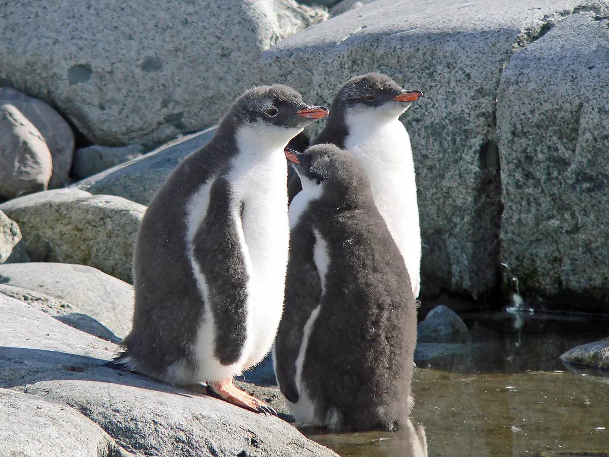 Young gentoo penguin chick with gray down feathers on Petermann Island