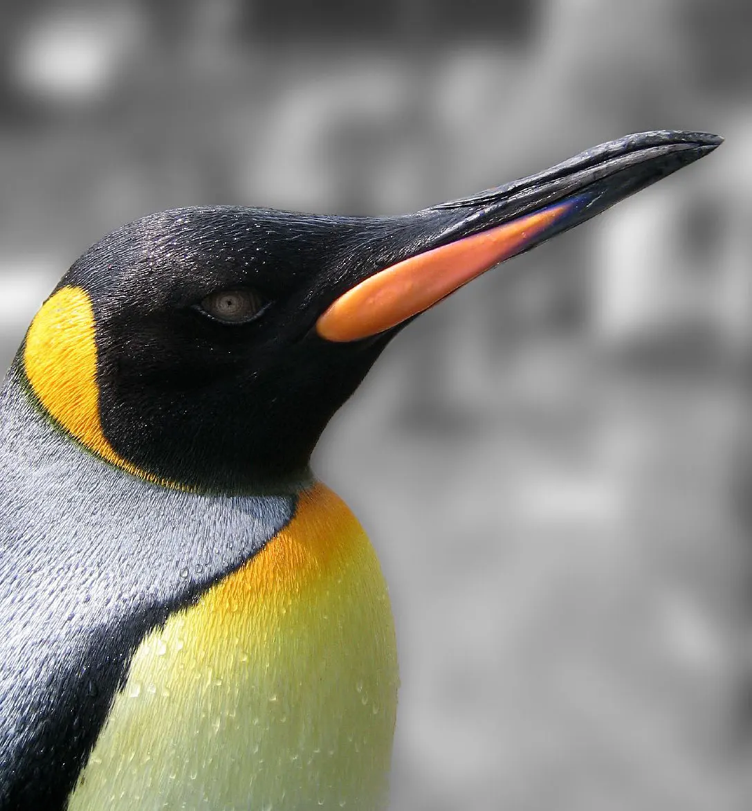 Close-up king penguin face with orange neck patch and black head