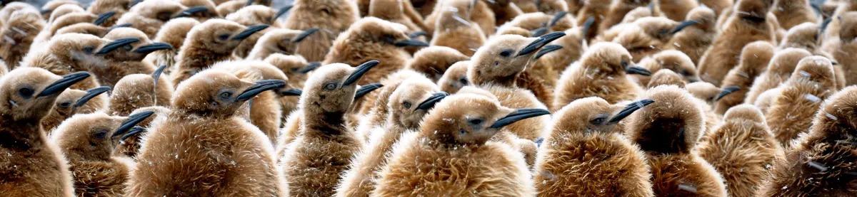 Row of brown fluffy king penguin chicks standing together