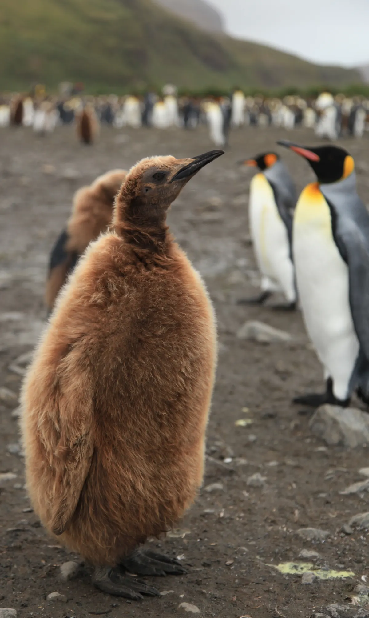Fluffy brown king penguin chick standing among adults in a colony