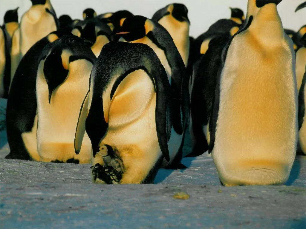 Emperor penguin parent regurgitating food for a hungry chick