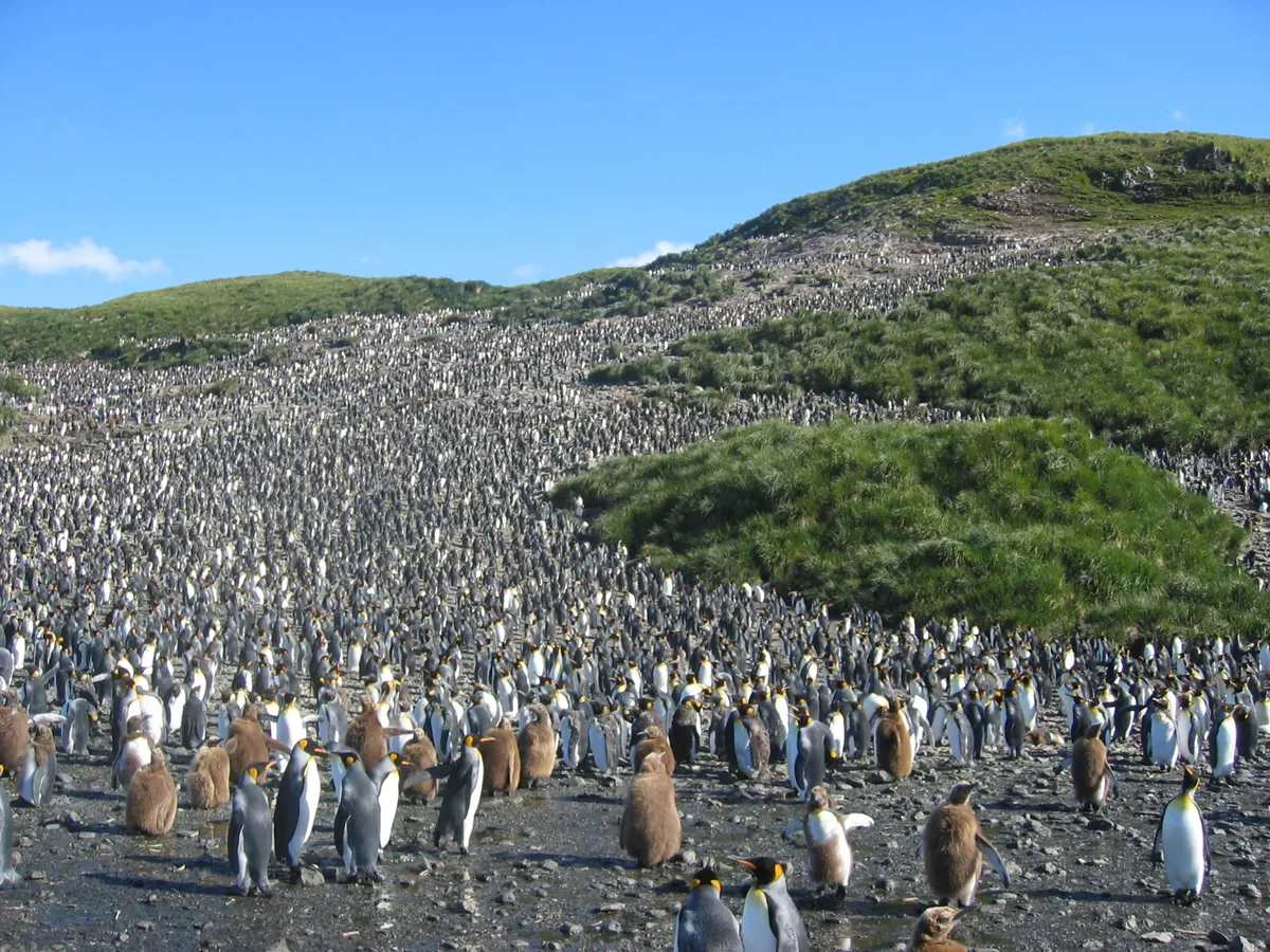 Dense king penguin colony crowded together on breeding grounds
