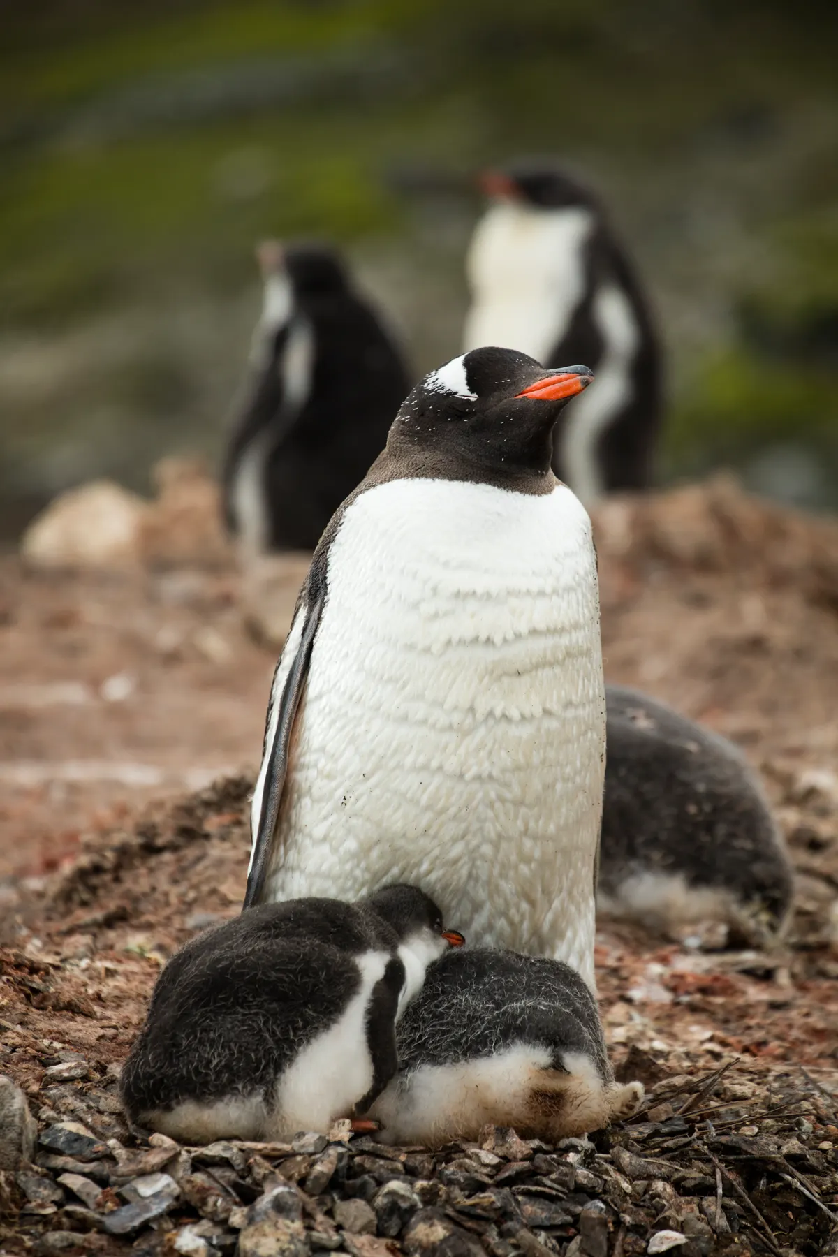 Gentoo penguins on coastal rocks at Hannah Point, Livingston Island