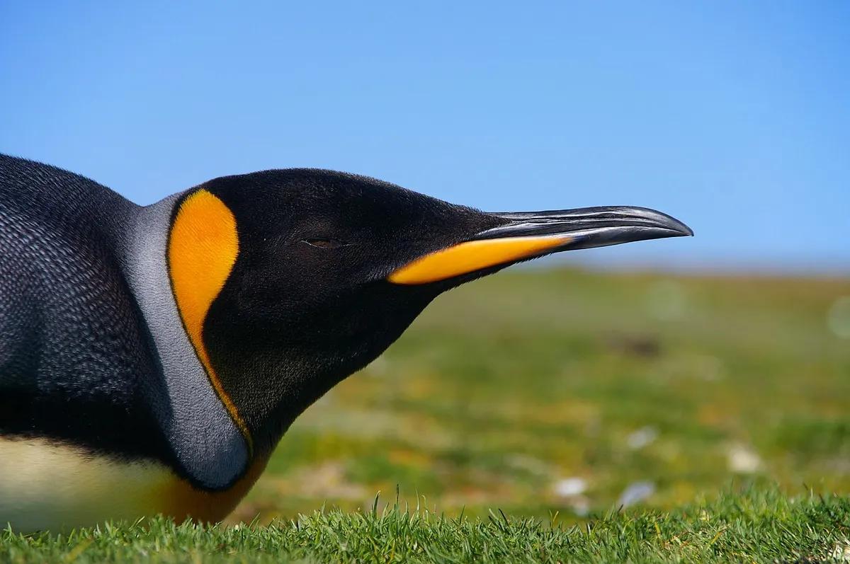 Group of penguins on grassy Falkland Islands coastline