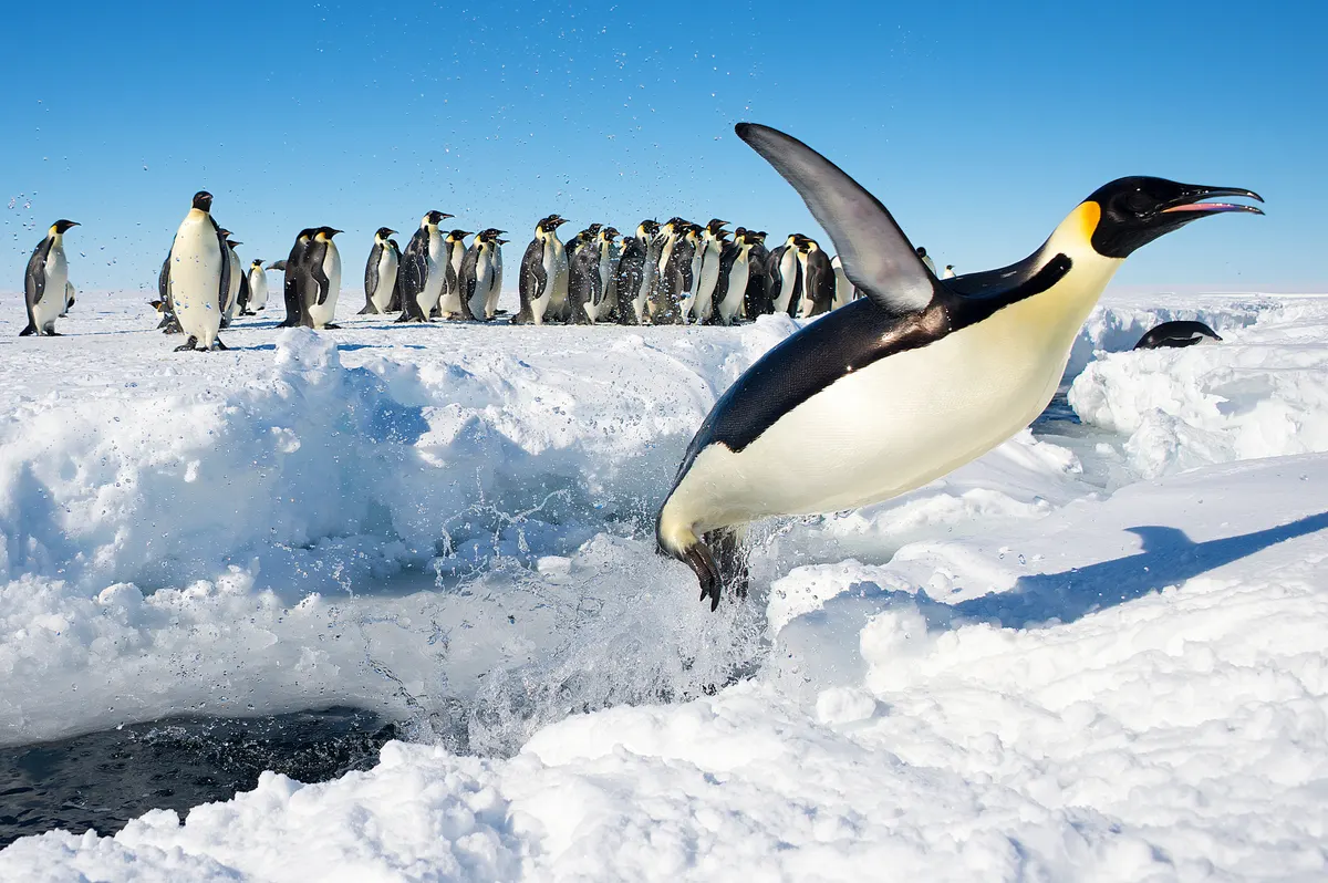 Penguin leaping porpoise-style out of Antarctic ocean water