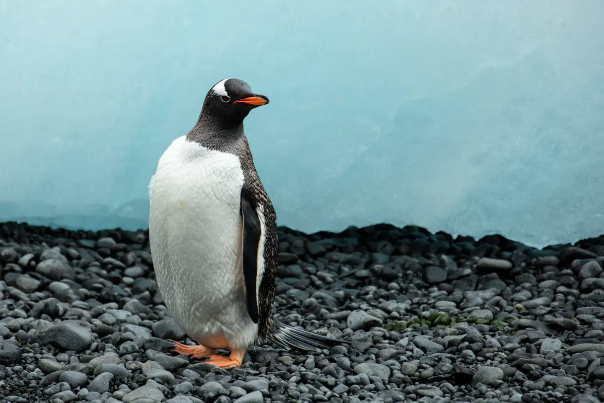 Gentoo penguins on rocky Antarctic peninsula shoreline at Brown Bluff