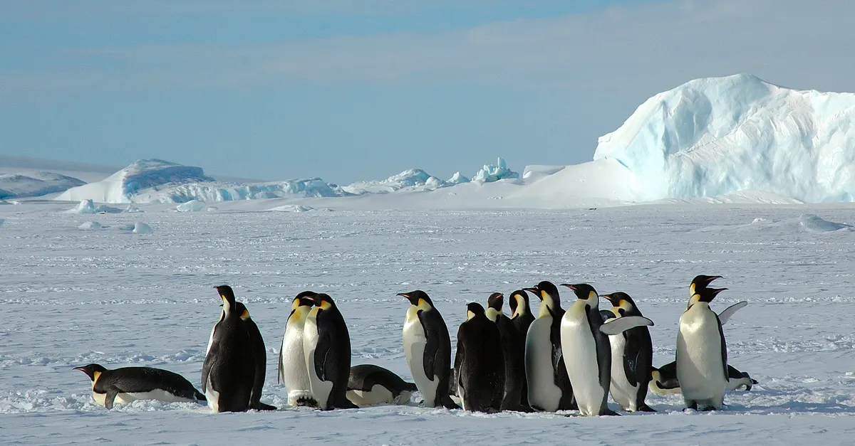 Emperor penguin standing on snowy ice at Snow Hill Island, Antarctica