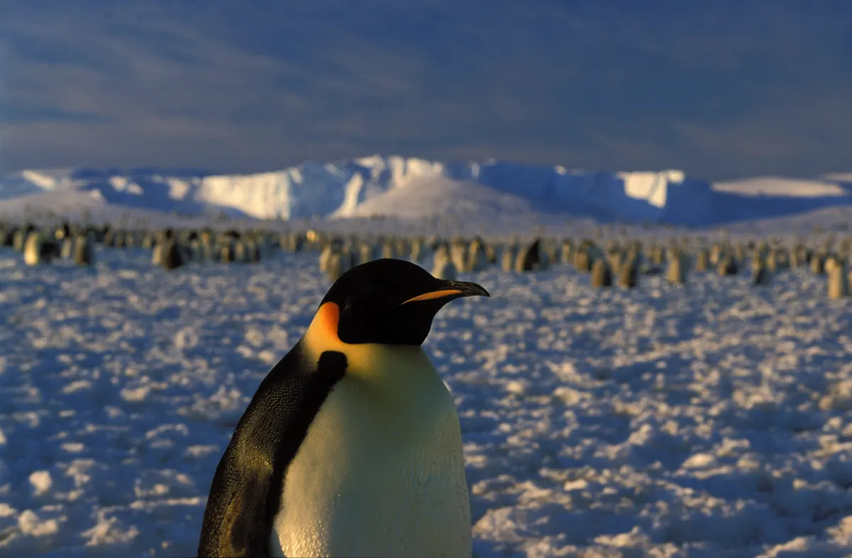 Close view of a single emperor penguin standing on Antarctic sea ice