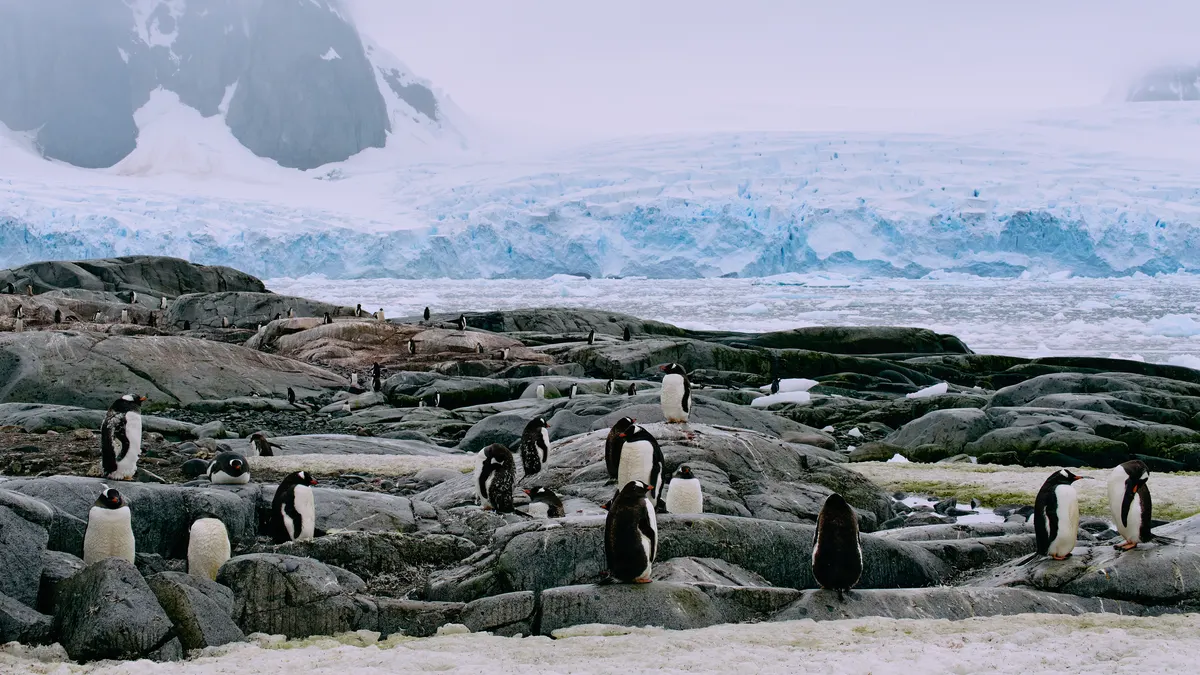 Large penguin colony spread across Antarctic ice and snow