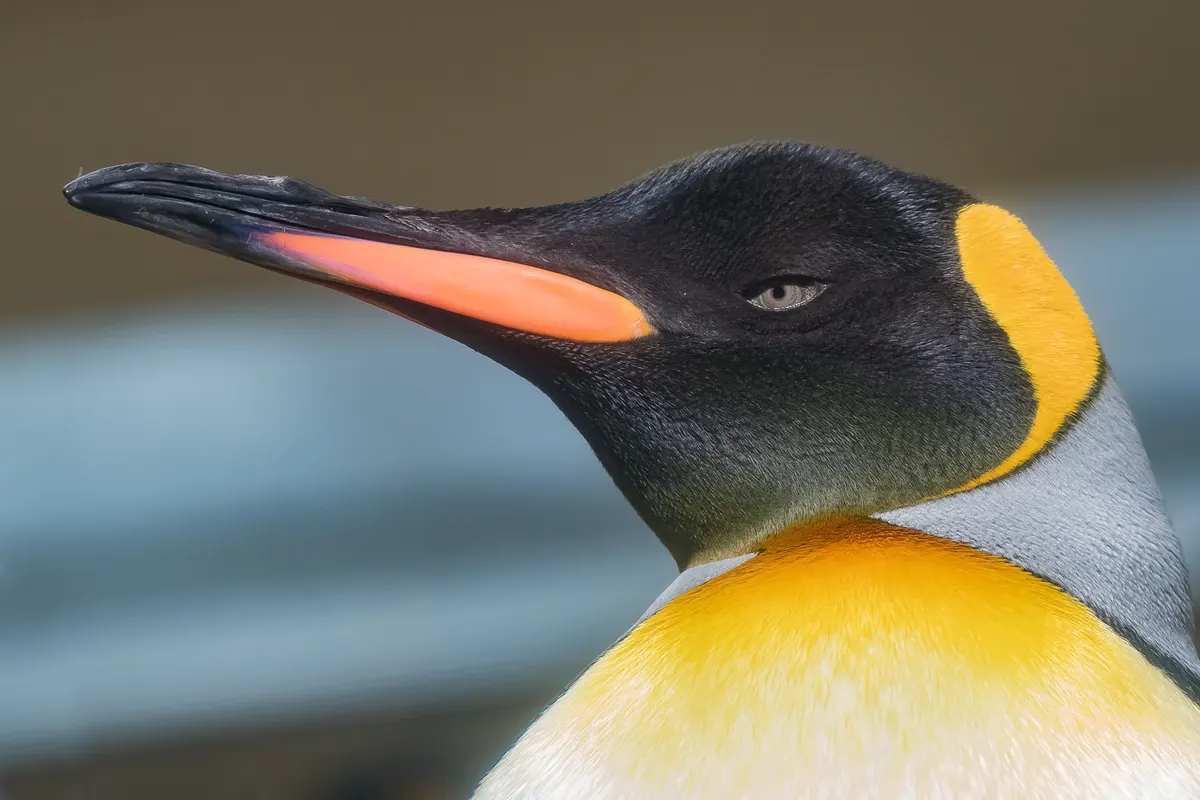 King penguin standing upright showing full body height on grass
