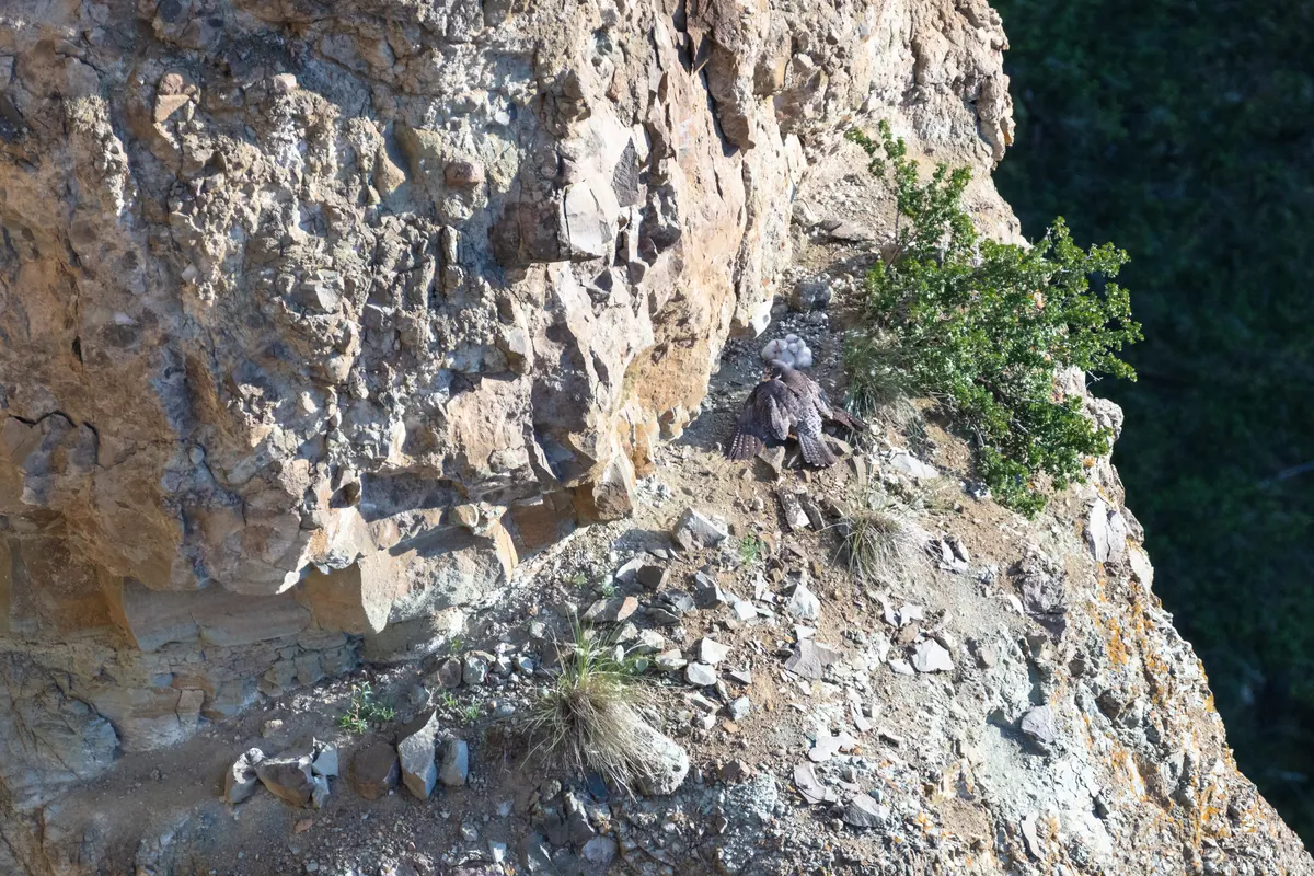 A mother peregrine falcon feeding her four fluffy white chicks in a nest