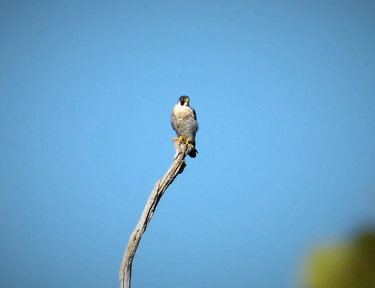 Detailed close-up of a peregrine falcon's head showing its yellow beak and keen black eyes