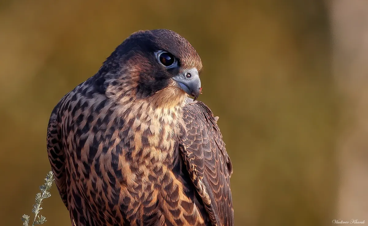A young peregrine falcon chick learning to stand in its rocky nest