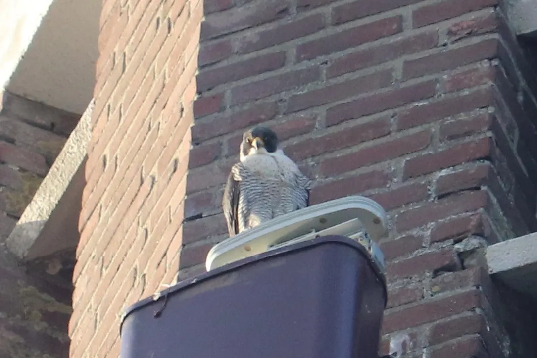 A peregrine falcon on a post looking around after feeding