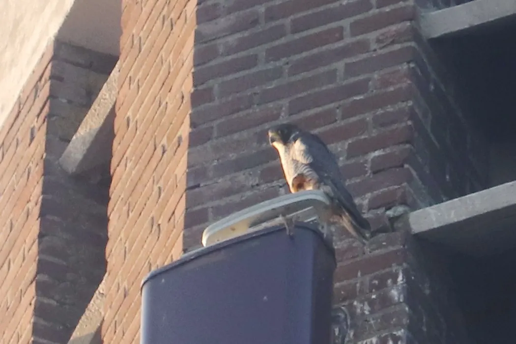 A peregrine falcon calling out from its perch
