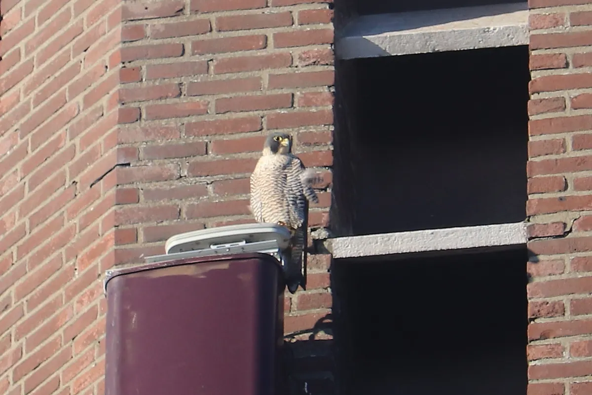 A peregrine falcon perched on a rocky ledge