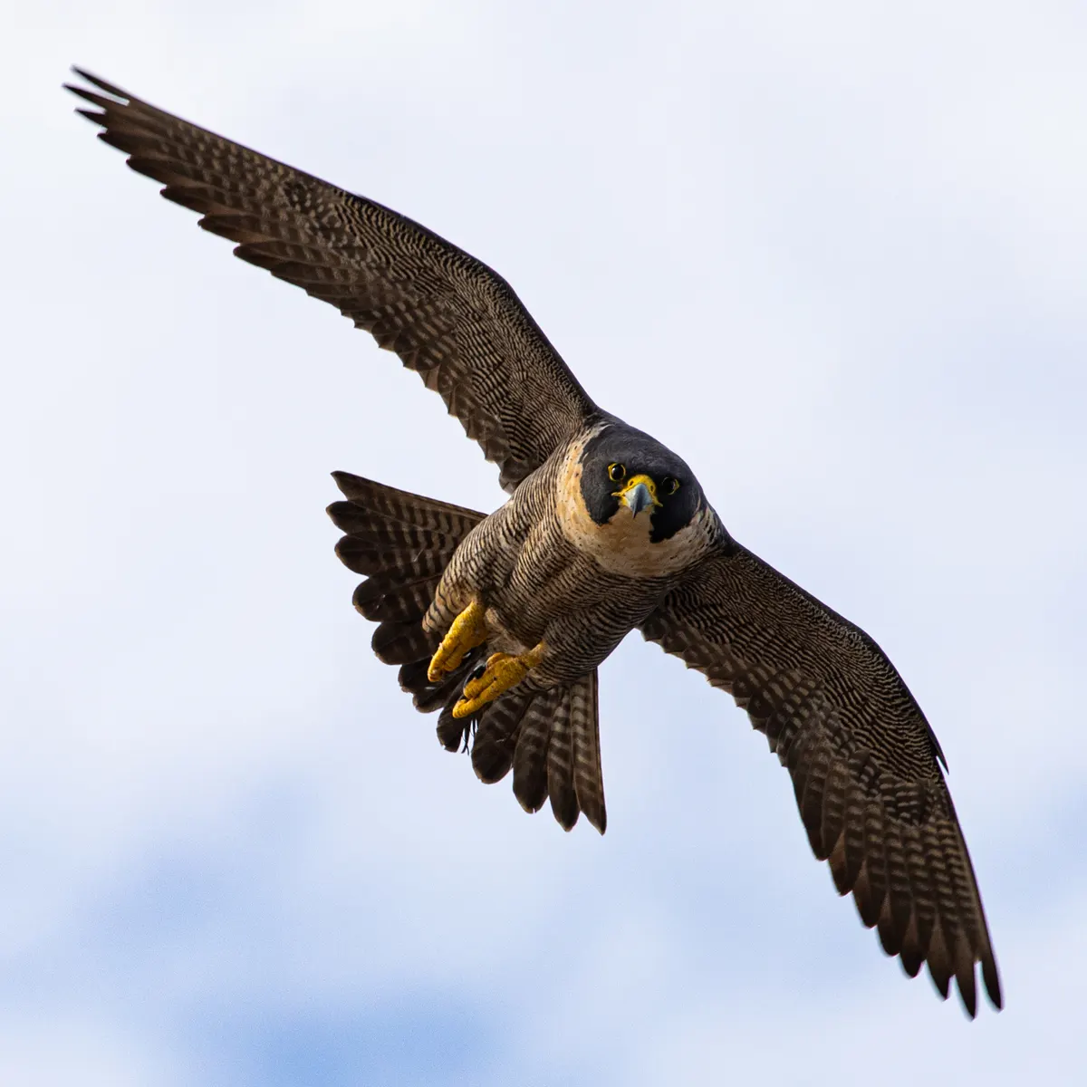 A peregrine falcon gliding effortlessly in search of prey