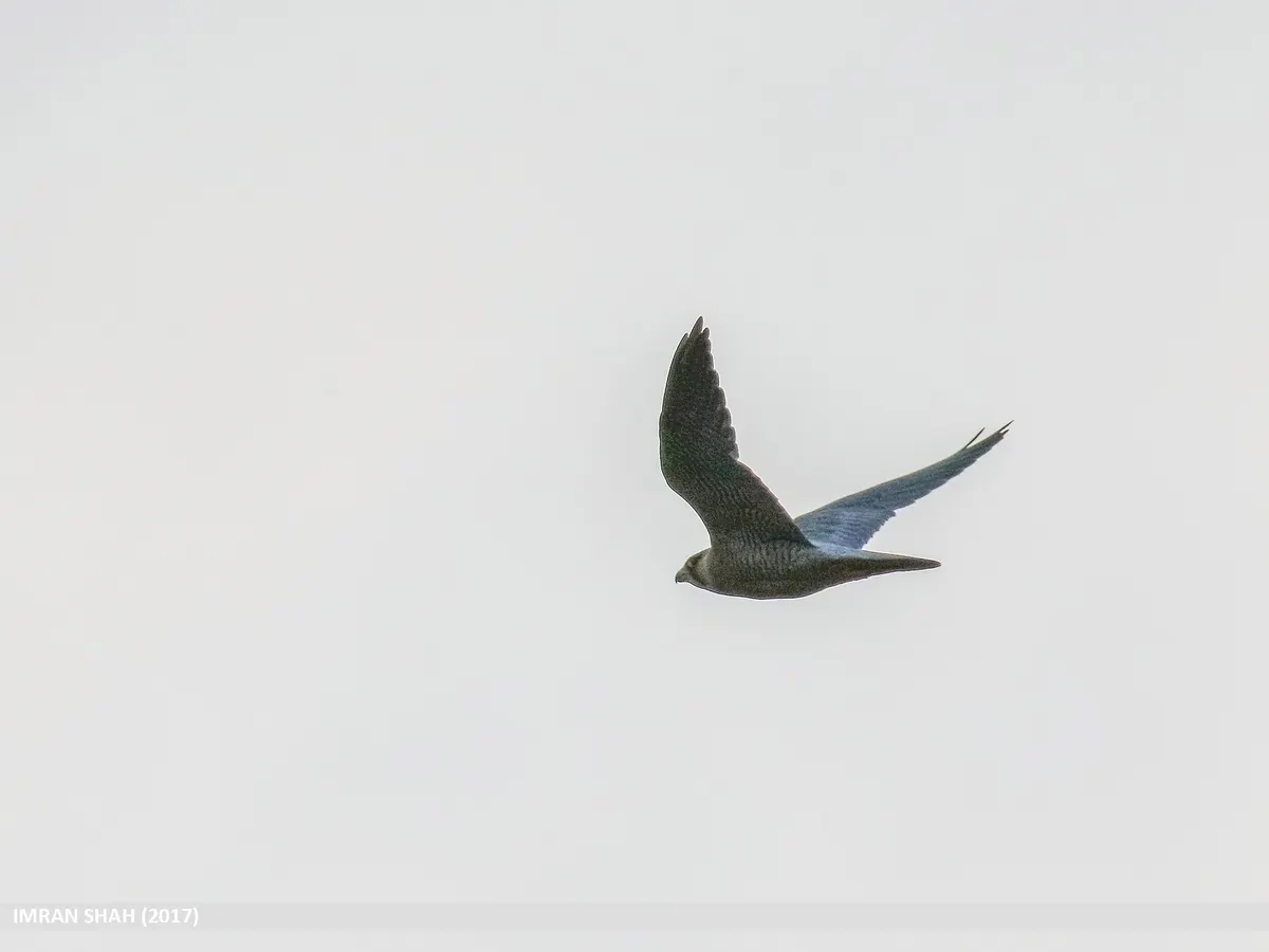 A peregrine falcon scanning its surroundings from a branch while holding a freshly caught bird