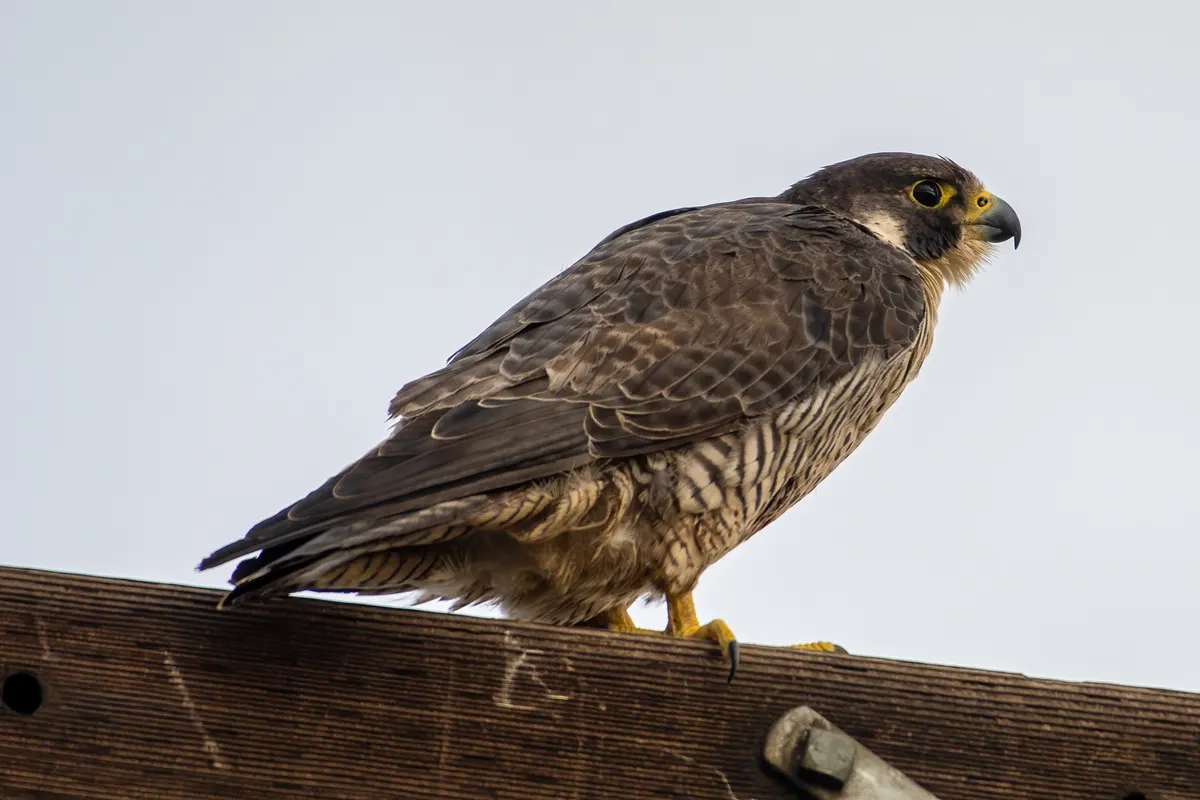 Two peregrine falcons perched near each other on a high ledge