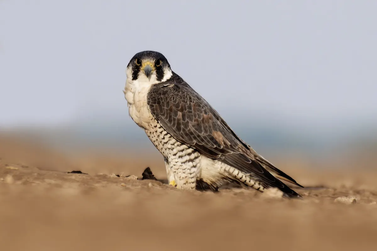 A peregrine falcon in mid-flight diving like a missile