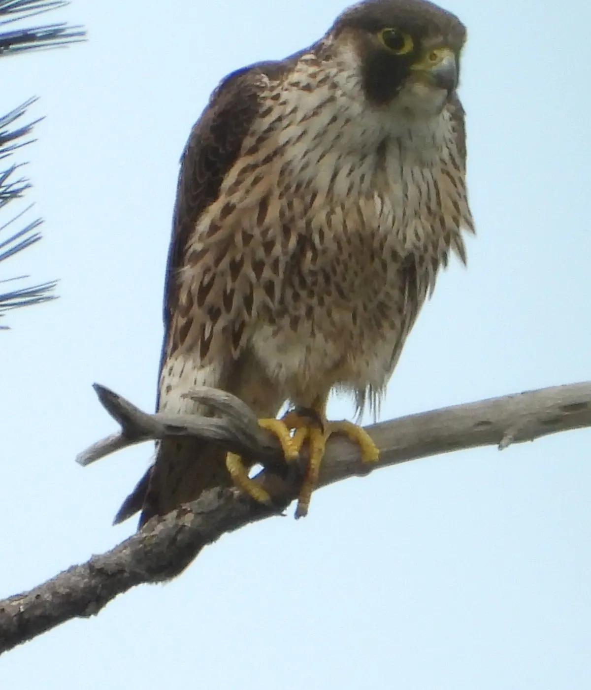 A peregrine falcon perched high on a rocky cliff face overlooking Cape Town