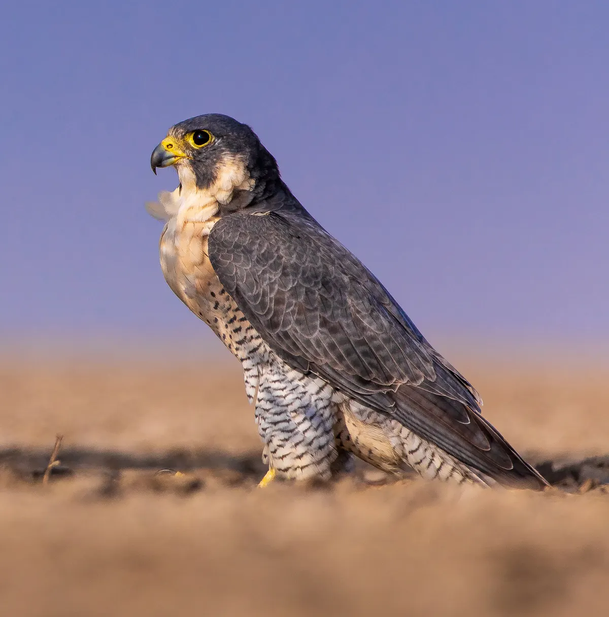 A peregrine falcon perched majestically on a branch, showing its slate-grey back and barred breast