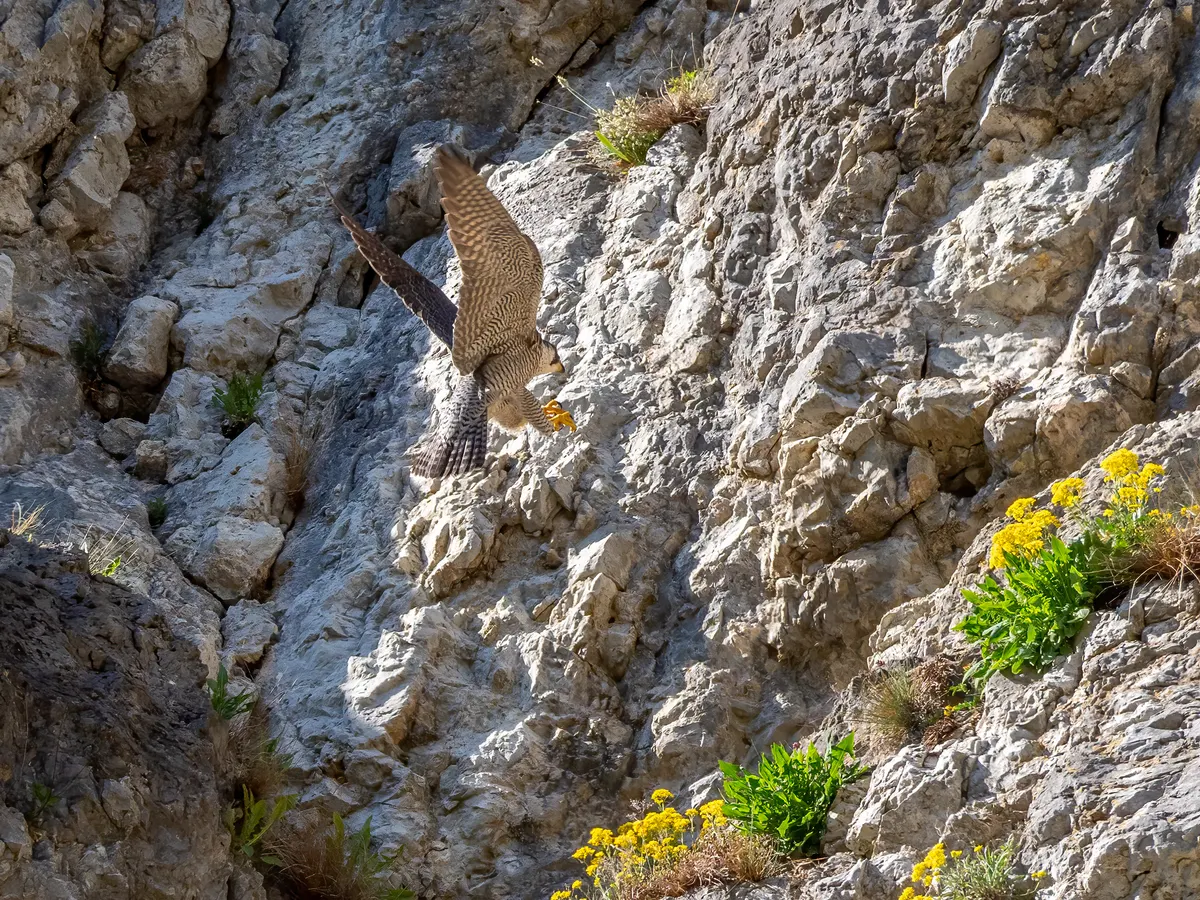 A peregrine falcon soaring with wings spread wide in a bright blue sky