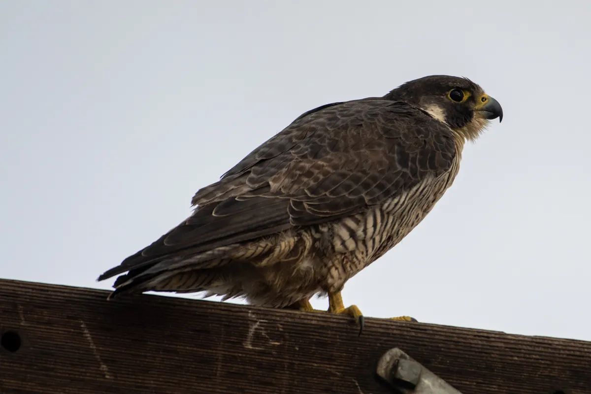 A peregrine falcon perched, displaying its full body and tail length