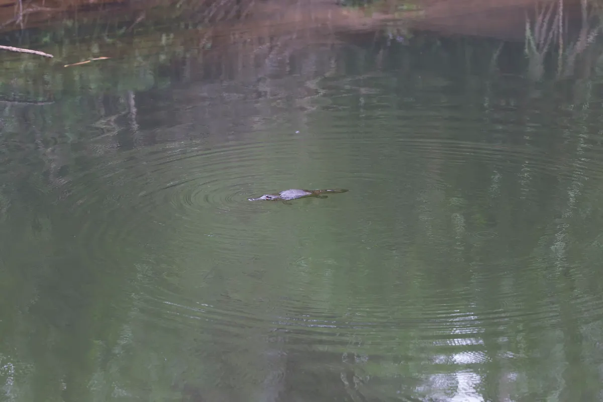 Small platypus in shallow river water