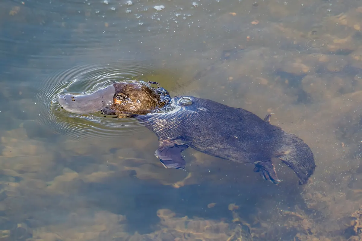 Close-up of a platypus bill and face at the water surface