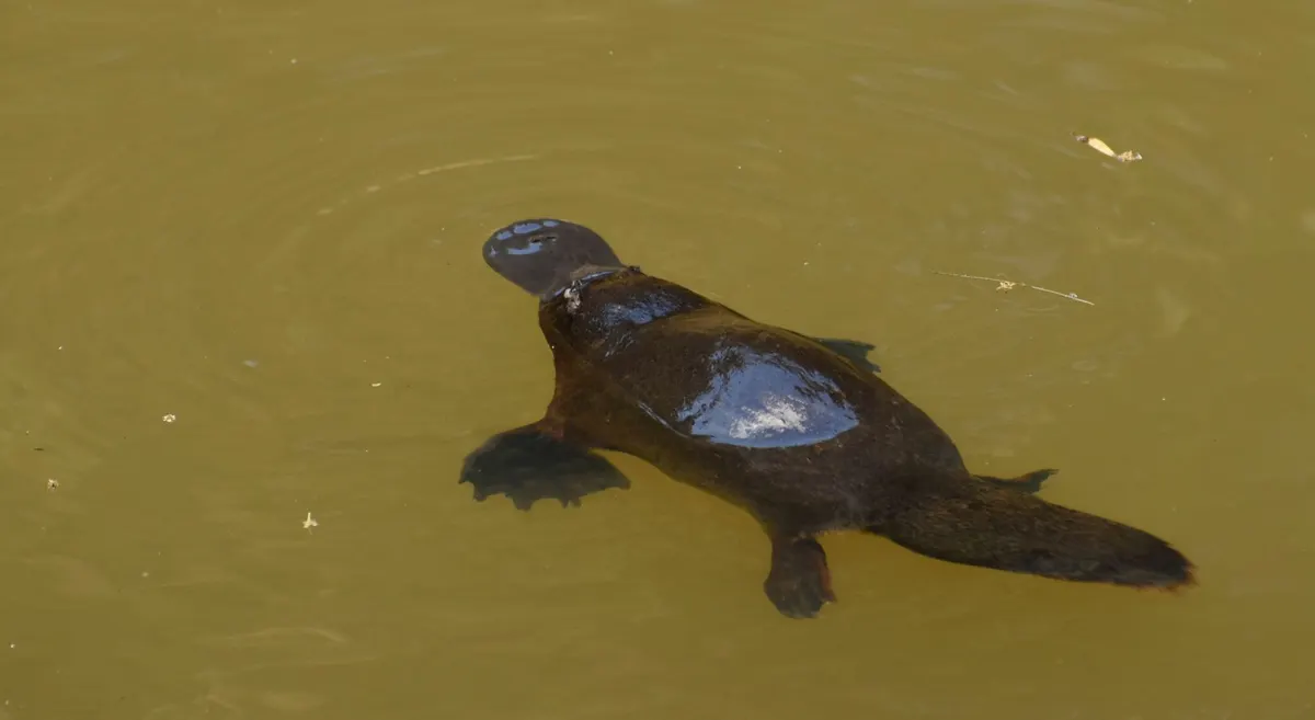 Adult platypus at the water surface