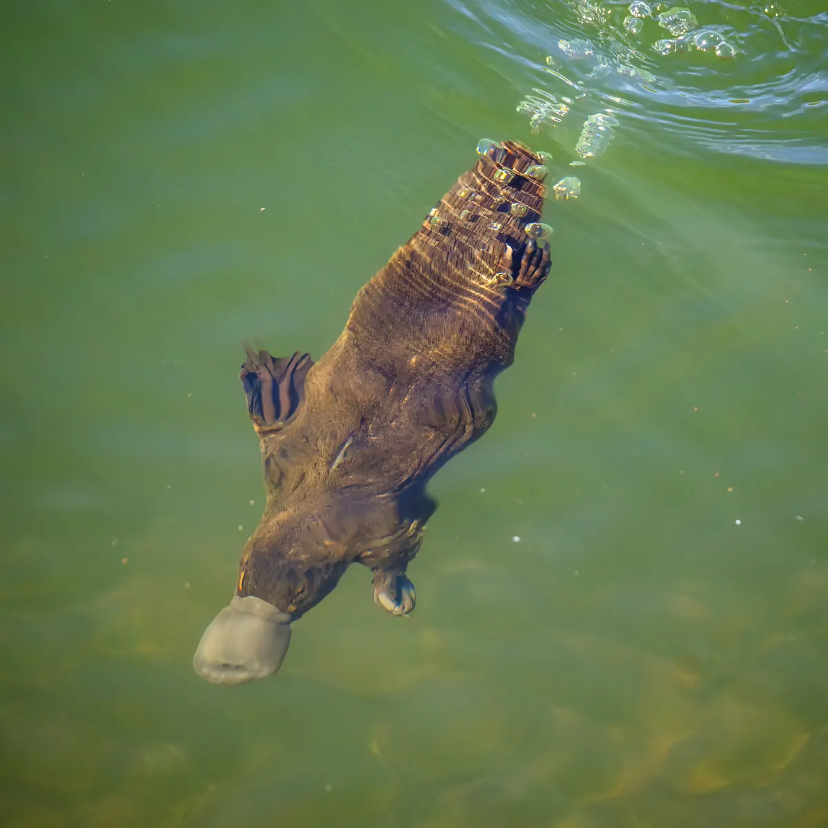 Platypus diving underwater to search for prey