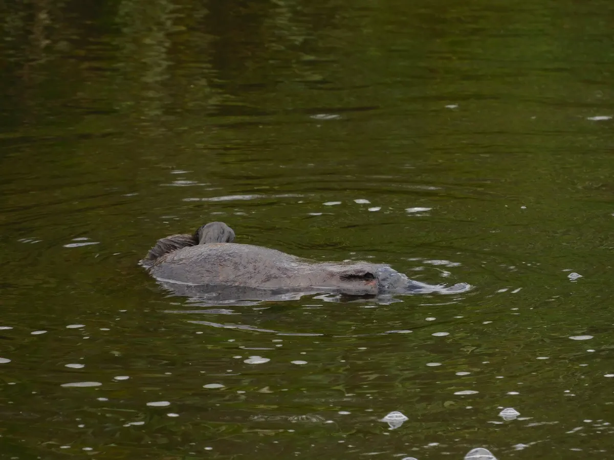 Adult platypus swimming
