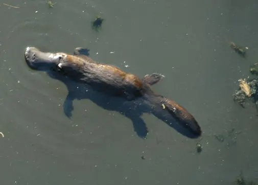 Platypus habitat along a forested river in Queensland