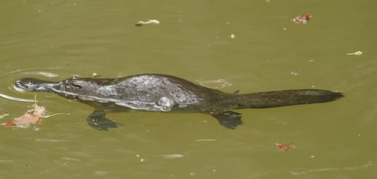 Platypus in an Australian freshwater stream