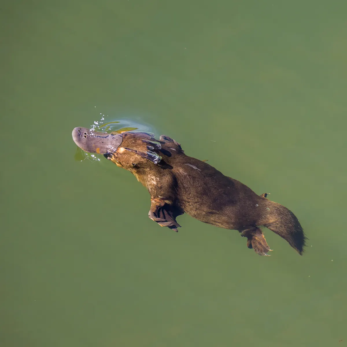 Platypus surfacing in water after diving for food