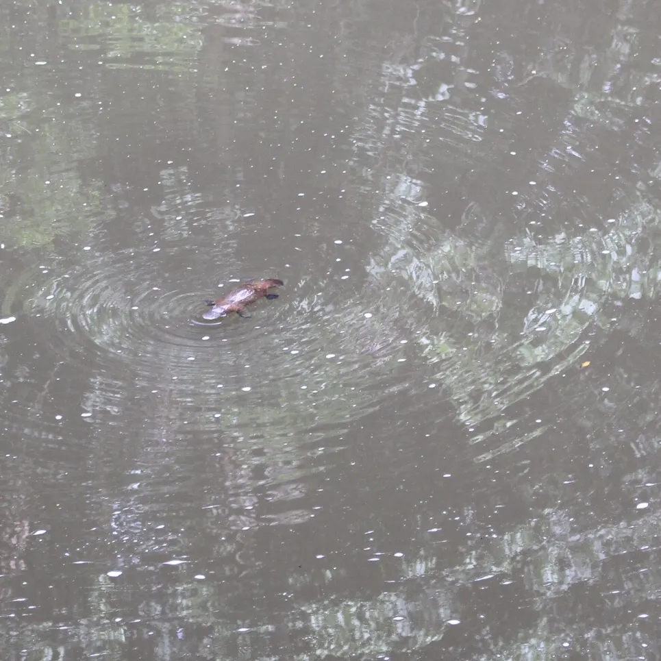Platypus swimming in a protected river habitat