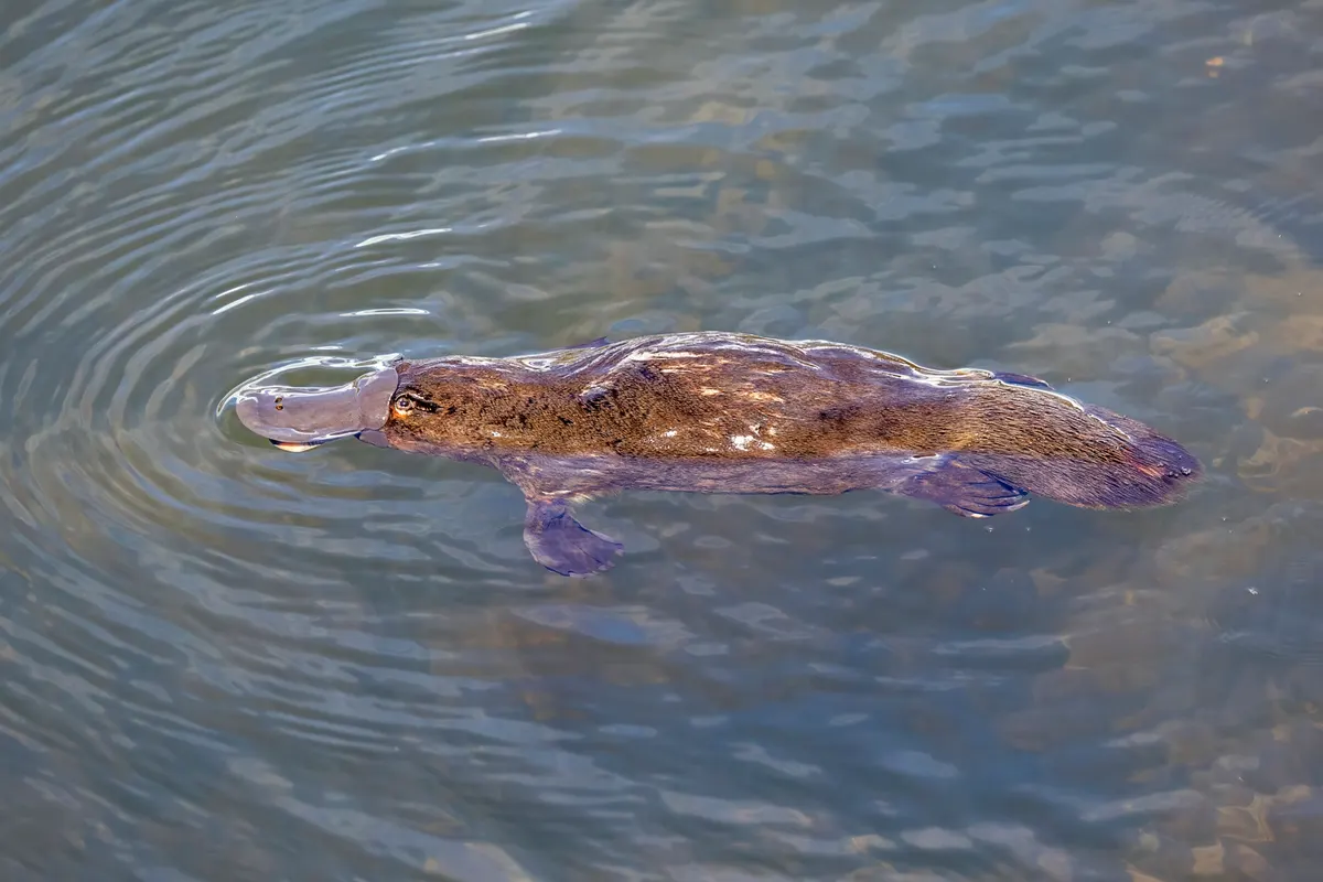 Platypus swimming with bill above the water