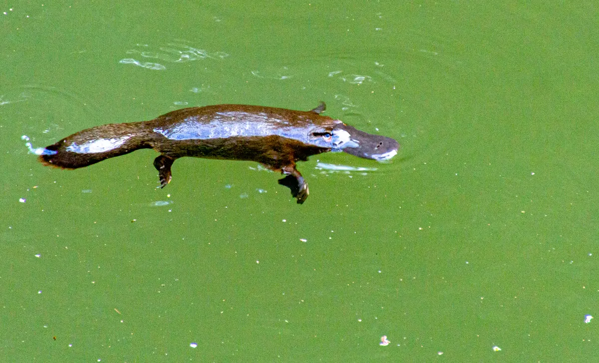 Platypus in a clear forest river in eastern Australia