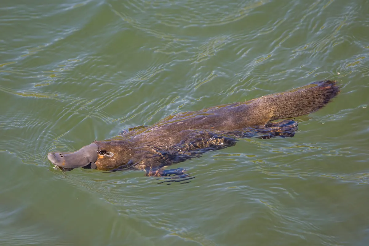Duck-billed platypus swimming at the water surface