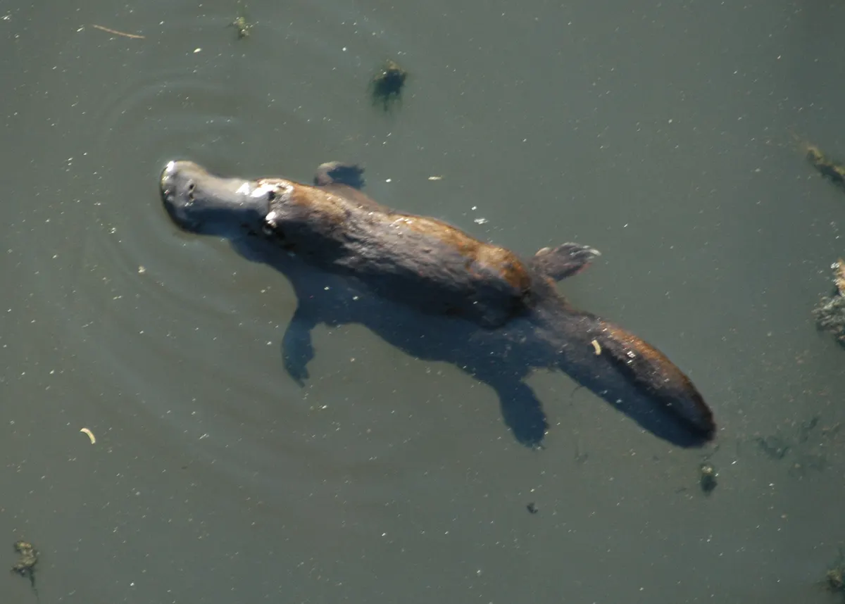 Platypus in an eastern Australian river