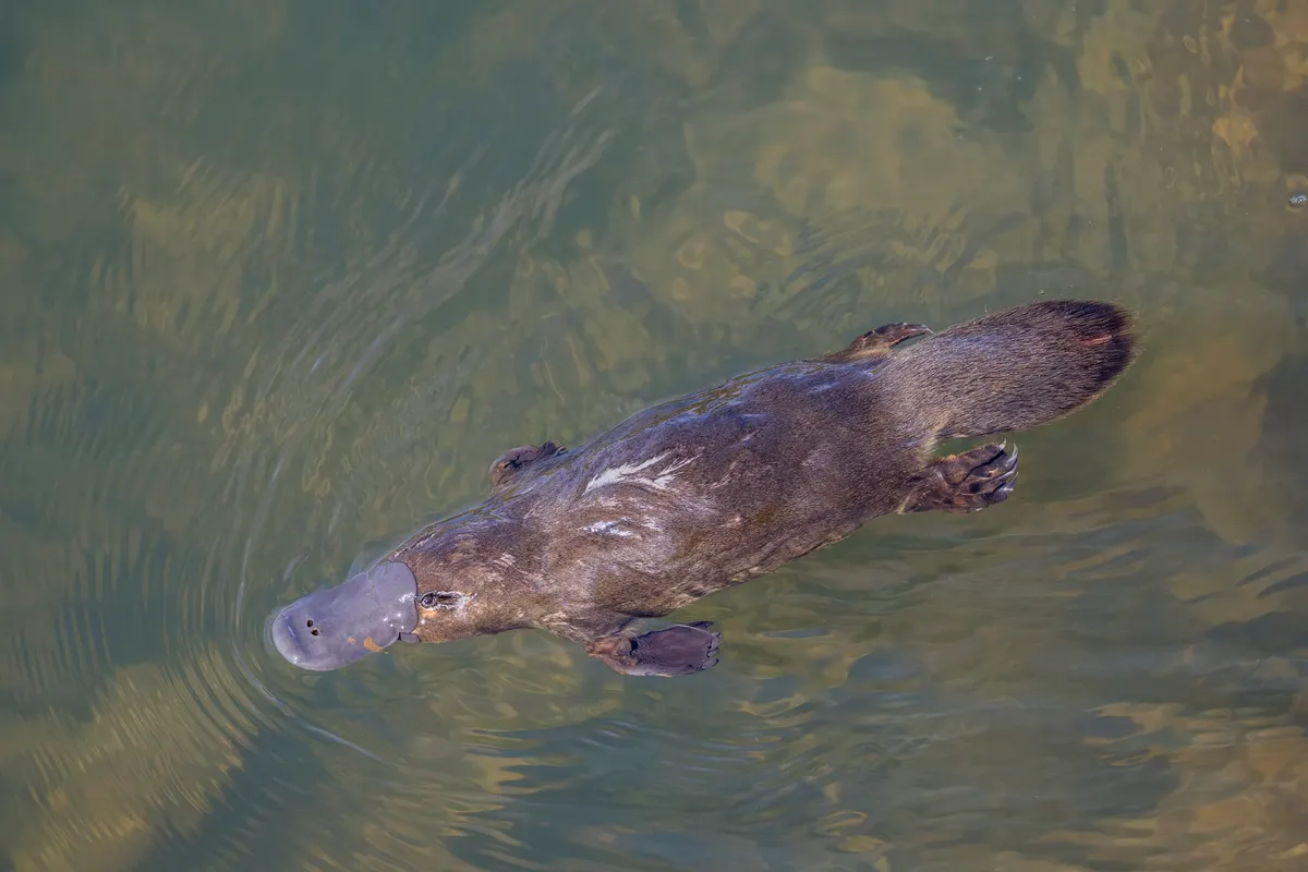 Platypus showing streamlined body and webbed feet