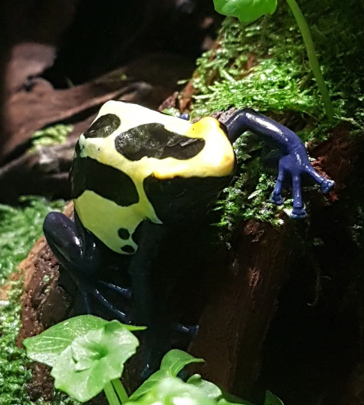Compact dyeing dart frog representing post-metamorphosis froglet stage