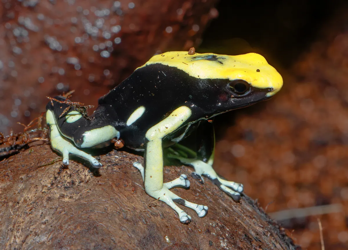 Yellow-backed poison dart frog on moss suitable for hunting small arthropods