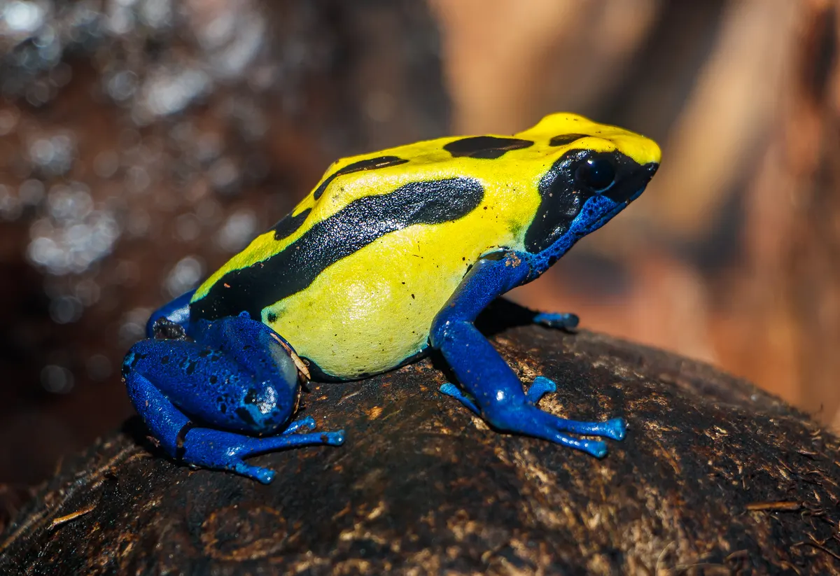 Patricia morph dyeing poison dart frog showing parental-care species form