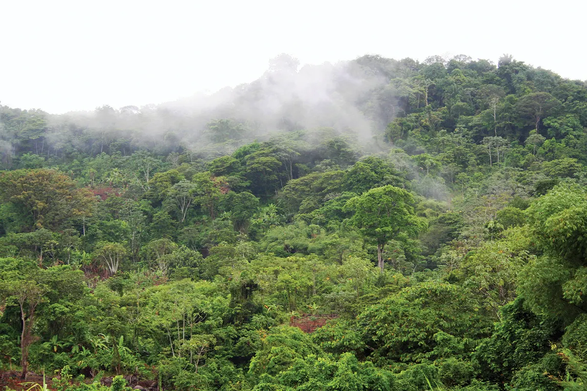 Altitude tropical rainforest habitat near Saül in French Guiana