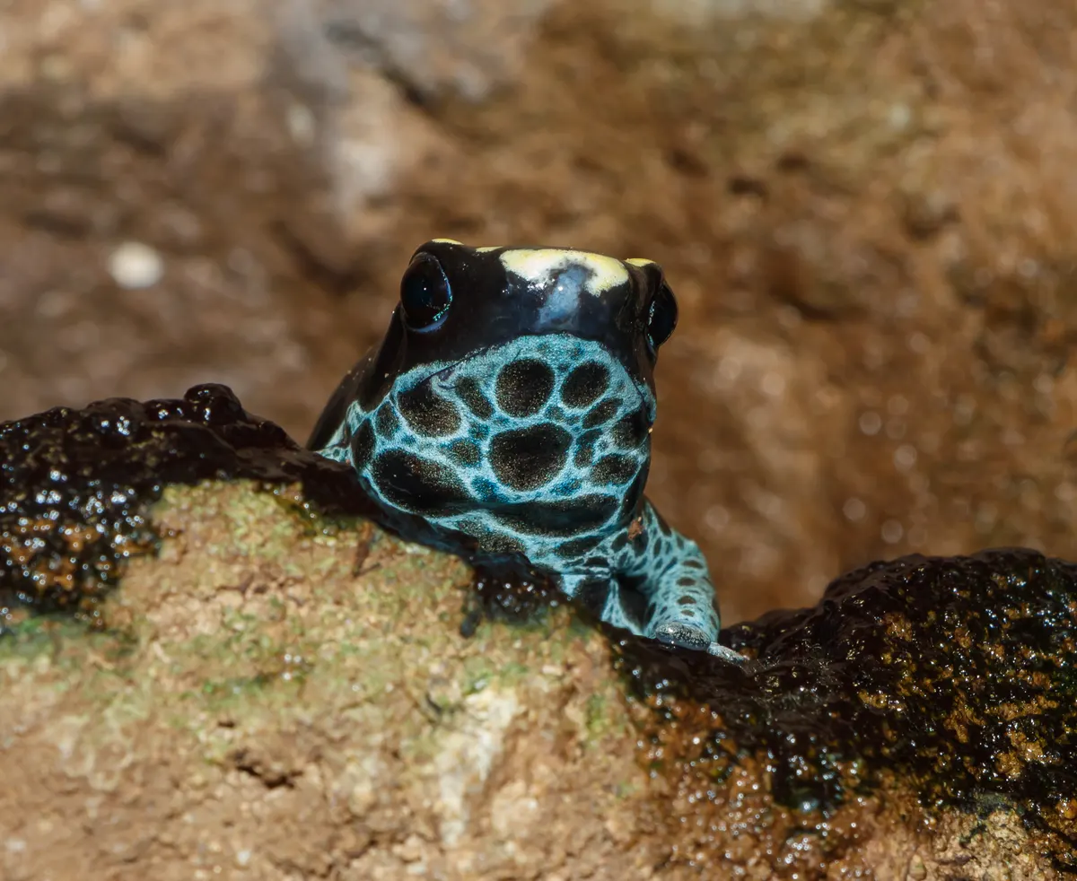 Dyeing poison dart frog representing the Guiana Shield species complex